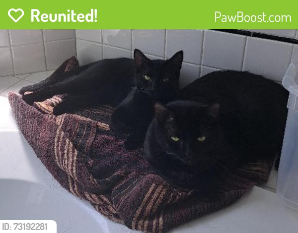 Reunited Male Cat last seen SW Taylor's Ferry Rd, SW 69th Ave, Tigard, OR 97223
