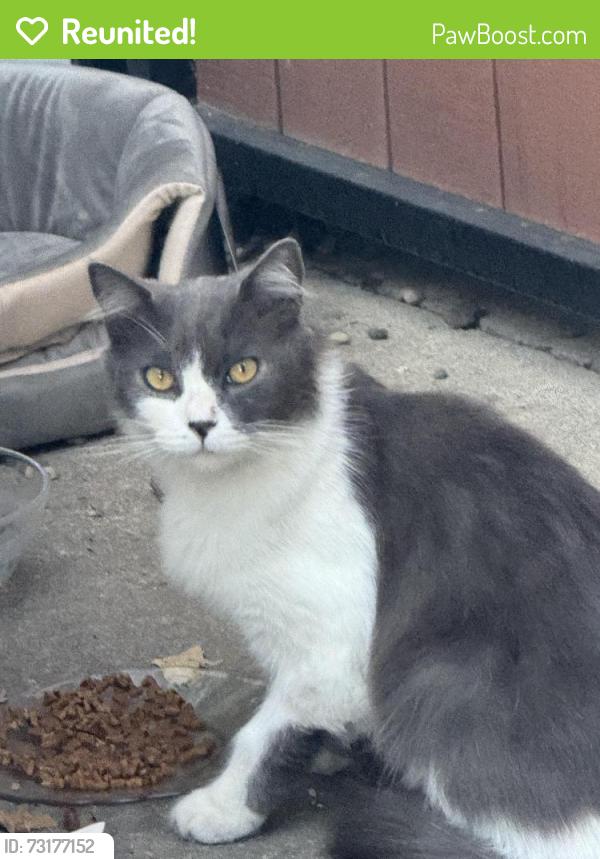 Reunited Unknown Cat last seen Cypress Avenue and Sherwood Way (close to Walnut Ave), Carmichael, CA 95608