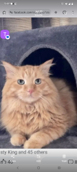 Lost Male Cat last seen Warwick loop Bismarck North Dakota, Bismarck, ND 58504