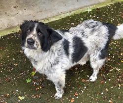 Reunited Male Dog last seen Horseshoe Gap Village shops around, Horse Shoe, NC 28791