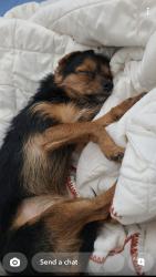 Reunited Female Dog last seen Near Bee Hive Ln, Port Richey, FL 34668, USA, Port Richey, FL 34668