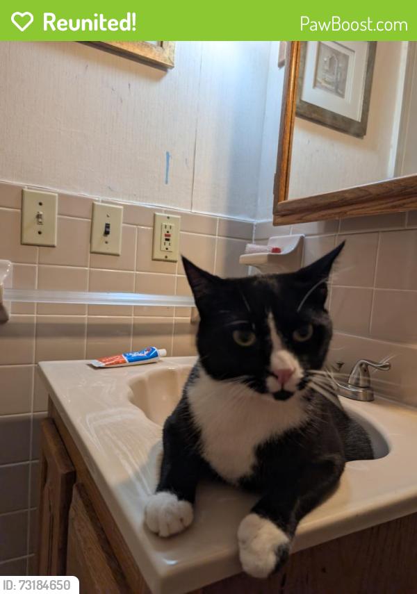 Reunited Male Cat last seen Laurel Place and South Ave, Fanwood, NJ 07023