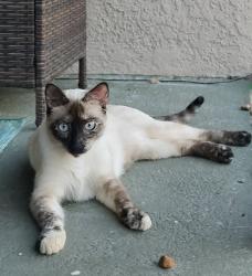 Reunited Female Cat last seen 16th Street Northeast, 34120, Naples, FL 34120