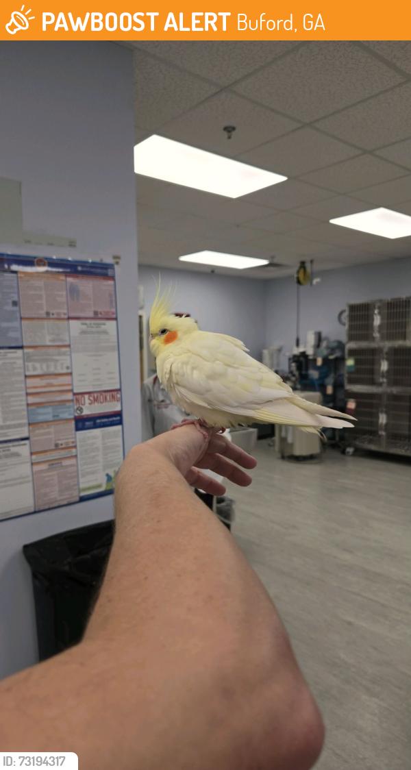 Found/Stray Male Bird last seen Buford GA, Buford, GA 30515