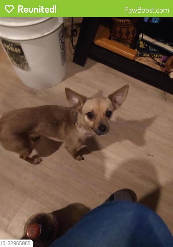 Reunited Female Dog last seen Evans st n Meinig ave n Van Fleet ave, Sandy, OR 97009