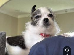Lost Female Dog last seen California and Del Rio, Port St. Lucie, FL 34953