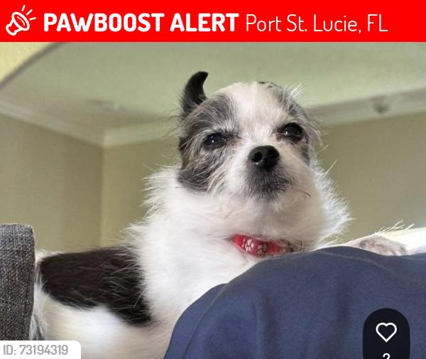 Lost Female Dog last seen California and Del Rio, Port St. Lucie, FL 34953