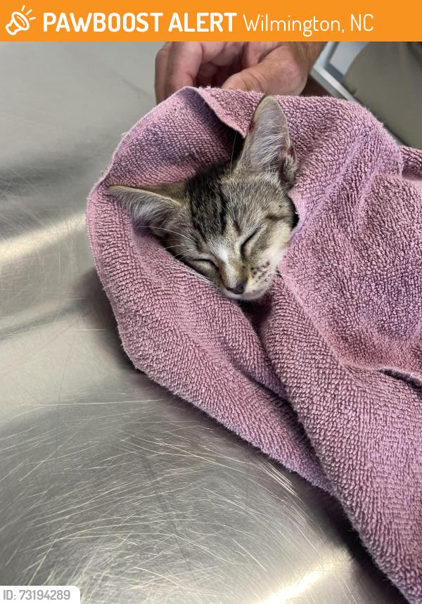 Found/Stray Female Cat last seen Farley dr and N.Kerr ave, Wilmington, NC 28405