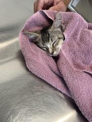Found/Stray Female Cat last seen Farley dr and N.Kerr ave, Wilmington, NC 28405