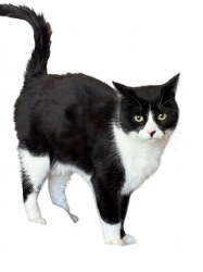 Reunited Male Cat last seen Columbia and Iroquois, Fort Collins, CO 80525