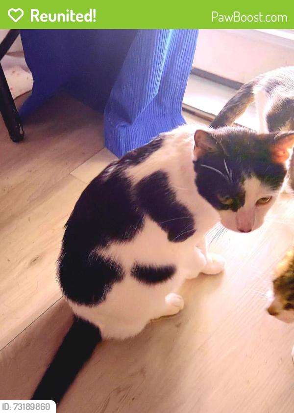 Reunited Male Cat last seen Stage stop campground, Winter Garden, FL 34787