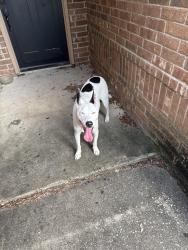 Found/Stray Unknown Dog last seen Paradise Rd, Baytown, TX 77521