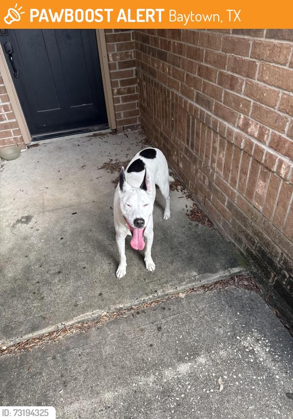 Found/Stray Unknown Dog last seen Paradise Rd, Baytown, TX 77521