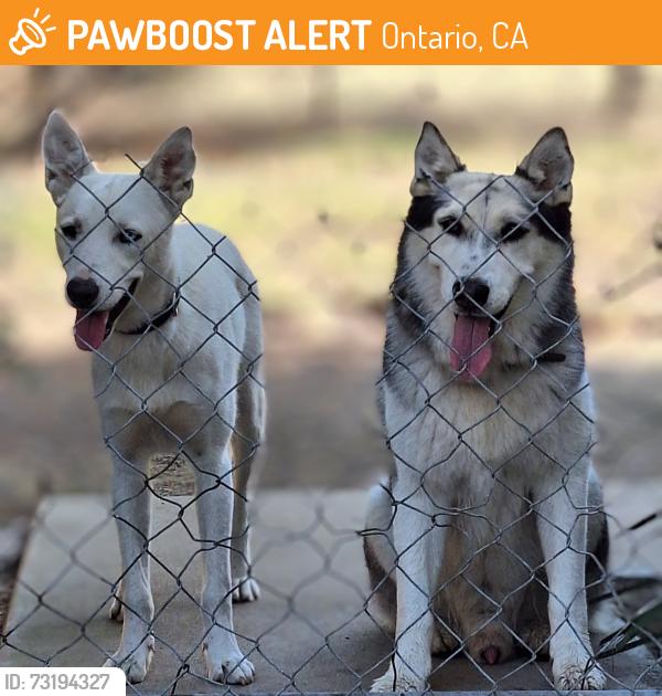 Found/Stray Male Dog last seen Grove Ave and Walnut Ave, South Ontario, Ontario, CA 91785