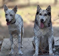 Found/Stray Male Dog last seen Grove Ave and Walnut Ave, South Ontario, Ontario, CA 91785