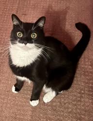 Reunited Male Cat last seen W Hewett Rd and Starlight Ln, Santa Rosa Beach, FL 32459