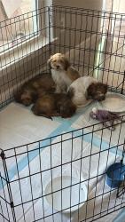 Reunited Female Dog last seen Hidden mist street, San Antonio, TX 78250