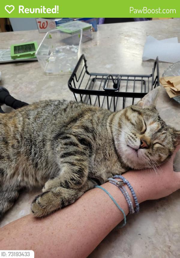 Reunited Female Cat last seen Near Hurstview Dr, Hurst, TX 76053, USA, Hurst, TX 76053