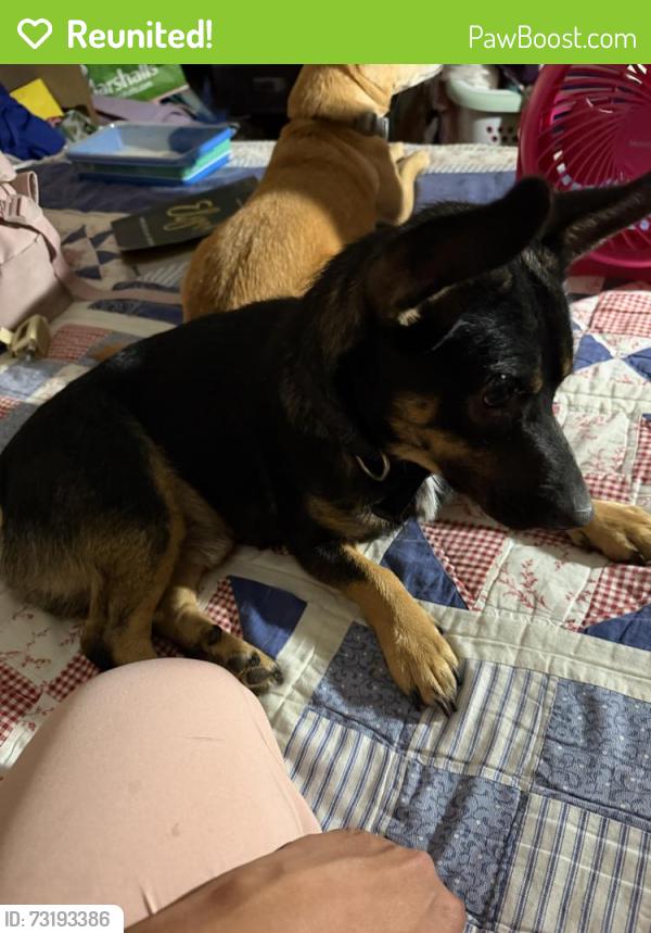 Reunited Male Dog last seen Near Via Lomas Apt. 191, Laguna Hills, CA 92653