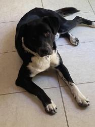Found/Stray Male Dog last seen Hook Creek Rd. and Bridge Rd., Lake Arrowhead, CA 92321