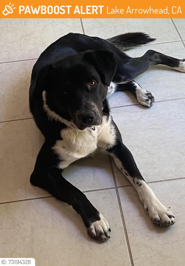 Found/Stray Male Dog last seen Hook Creek Rd. and Bridge Rd., Lake Arrowhead, CA 92321