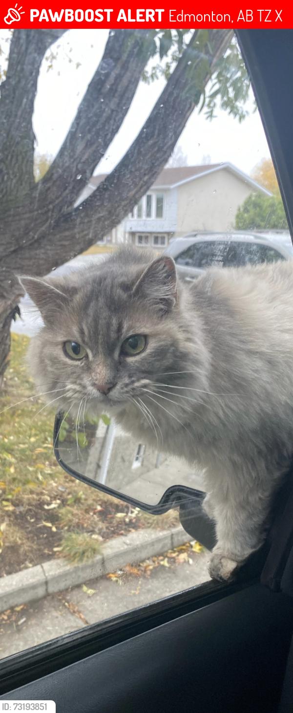 Lost Female Cat last seen 169a ave 111st, Edmonton, AB T5Z 2X5
