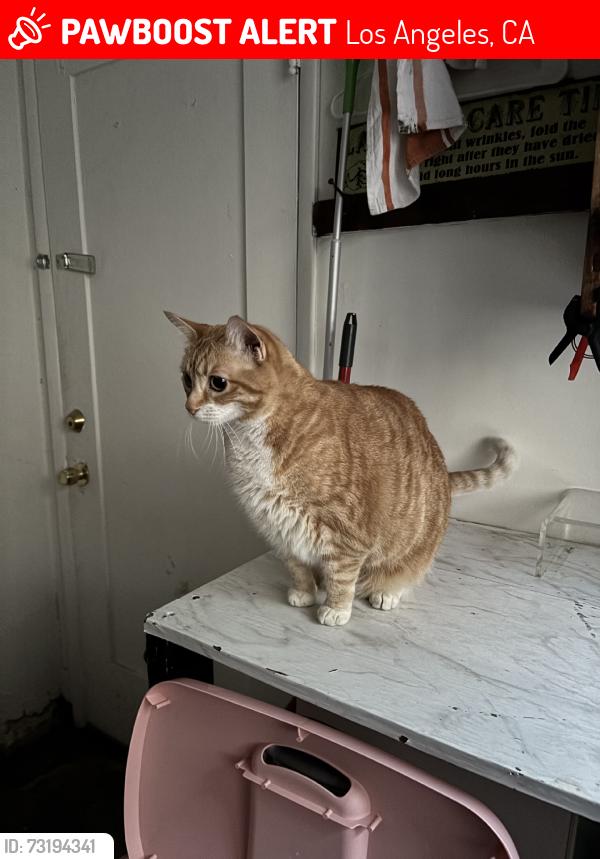 Lost Female Cat last seen Horseshoe Canyon, Los Angeles, CA 90046