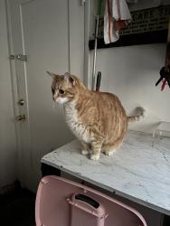 Lost Female Cat last seen Horseshoe Canyon, Los Angeles, CA 90046