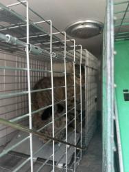 Shelter Stray Unknown Cat last seen Near Foxwood Drive, VIRGINIA BEACH, VA, 23464, 341 S Birdneck Rd, Virginia Beach, VA 23451, USA