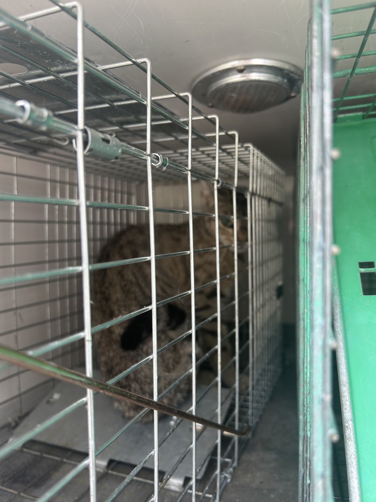 Shelter Stray Unknown Cat last seen Near Foxwood Drive, VIRGINIA BEACH, VA, 23464, 341 S Birdneck Rd, Virginia Beach, VA 23451, USA