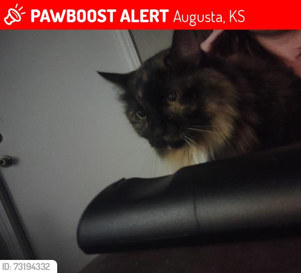 Lost Female Cat last seen Dearborn, Augusta, KS 67010