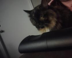 Lost Female Cat last seen Dearborn, Augusta, KS 67010