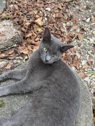 Reunited Male Cat last seen Rotary drive, west sycamore, Zebulon, NC 27597