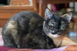 Reunited Female Cat last seen Near block of second st Menasha, Wi, Menasha, WI 54952