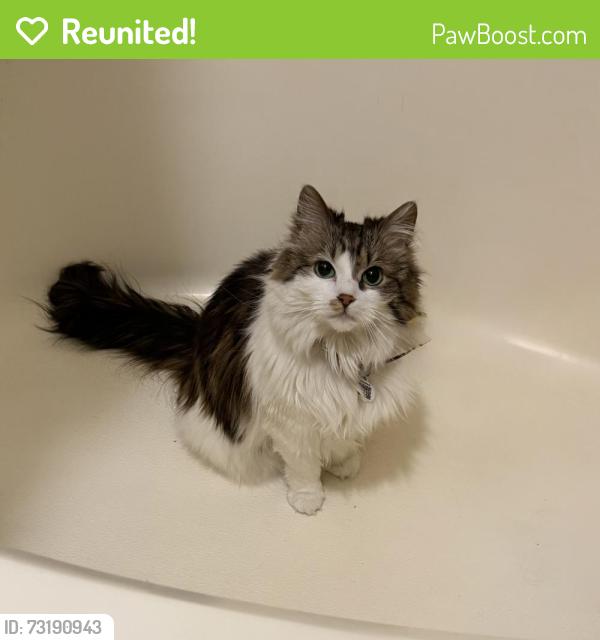 Reunited Female Cat last seen Stormy meadow dr, Riverton, UT 84096