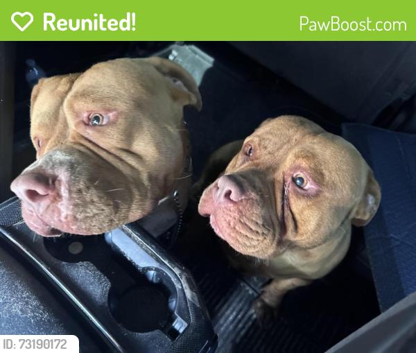 Reunited Unknown Dog last seen Old st Augustine rd & calumet farm dr, Jacksonville, FL 32257