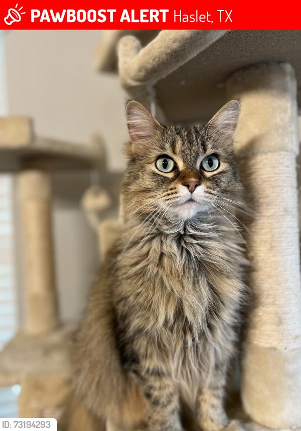 Lost Female Cat last seen Back yard; hse on Erinmoor trail near Delganey trail; back yard near hse on Ryebury ct; f, Haslet, TX 76052