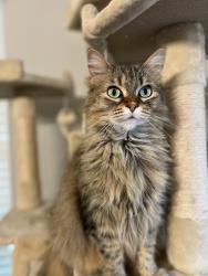 Lost Female Cat last seen Back yard; hse on Erinmoor trail near Delganey trail; back yard near hse on Ryebury ct; f, Haslet, TX 76052