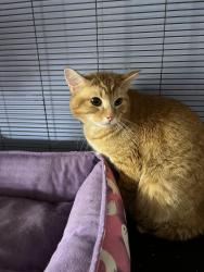 Found/Stray Male Cat last seen North Reservoir Park, Massillon, OH 44646