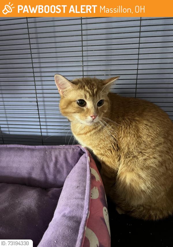 Found/Stray Male Cat last seen North Reservoir Park, Massillon, OH 44646