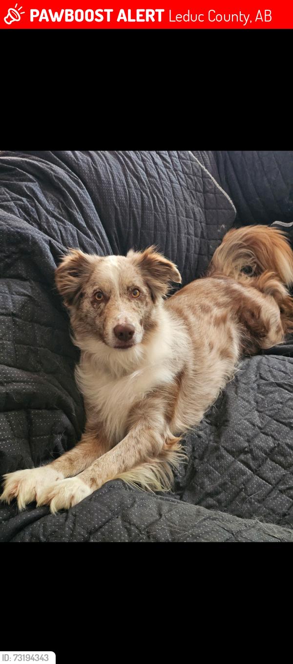 Lost Female Dog last seen Leduc #1 oil museum, Leduc County, AB 