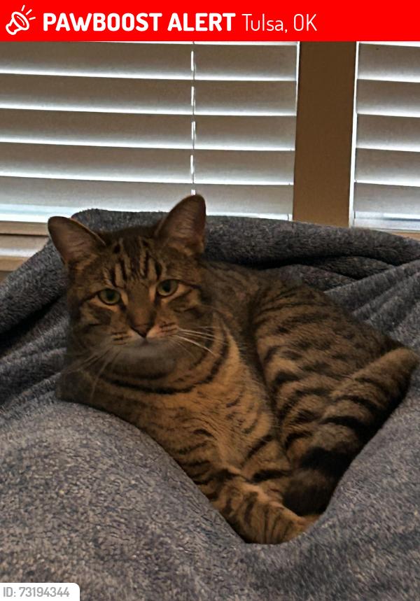 Lost Male Cat last seen Near and memorial, Tulsa, OK 74145