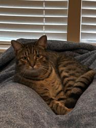 Lost Male Cat last seen Near and memorial, Tulsa, OK 74145
