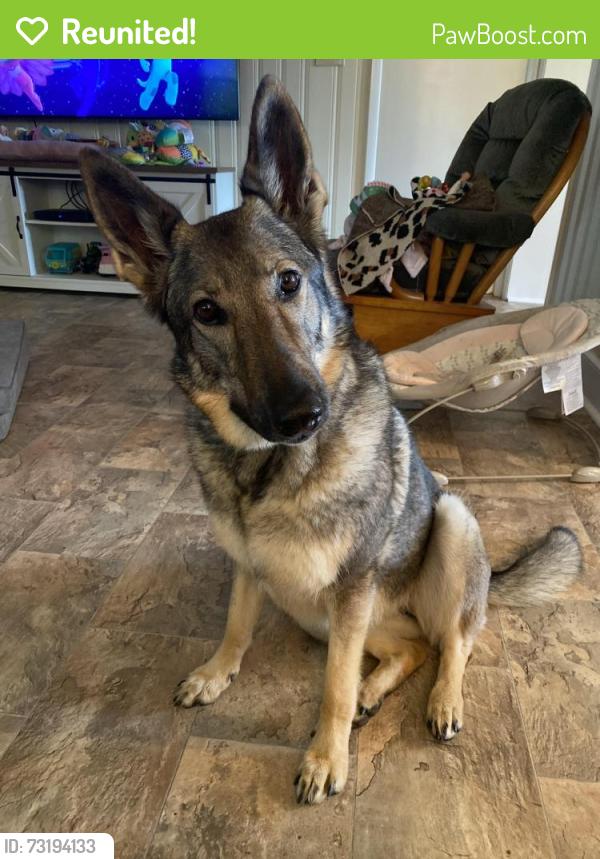 Reunited Female Dog last seen Smith Level rd at Dogwood Acres Neighborbood, Chapel Hill, NC 27516