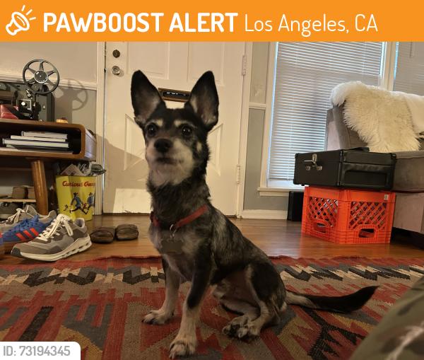 Found/Stray Male Dog last seen Denny and River trail, Los Angeles, CA 90039