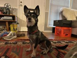 Found/Stray Male Dog last seen Denny and River trail, Los Angeles, CA 90039