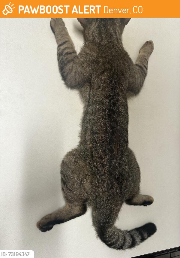Found/Stray Male Cat last seen Yosemite St, Denver CO 80237, Denver, CO 80230