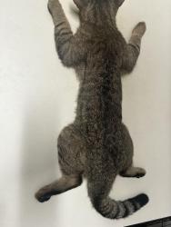 Found/Stray Male Cat last seen Yosemite St, Denver CO 80237, Denver, CO 80230