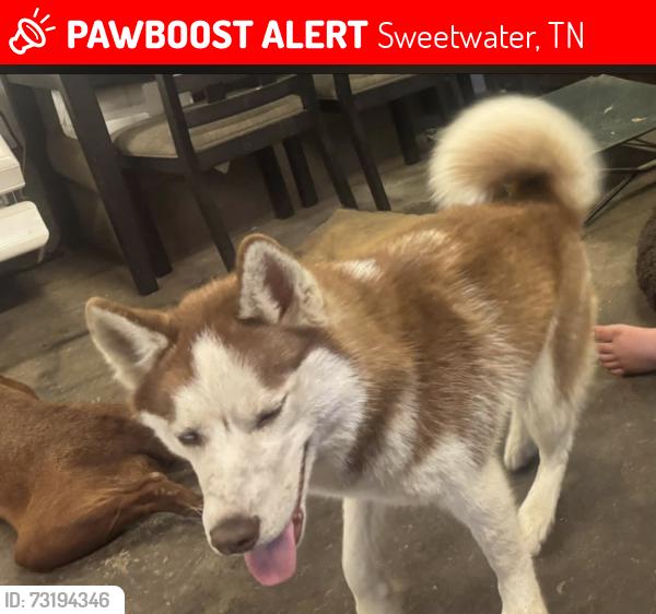 Lost Male Dog last seen Dirt rd, Sweetwater, TN 37874