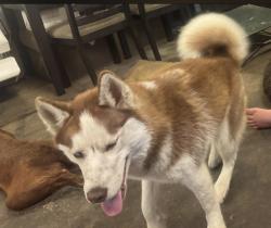 Lost Male Dog last seen Dirt rd, Sweetwater, TN 37874